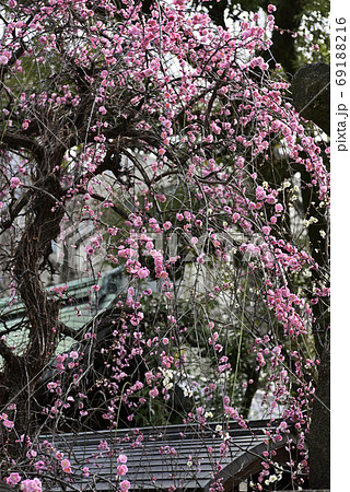 菅大臣神社 八重紅枝垂れ梅 菅大臣神社 八重紅枝垂れ梅 69188216