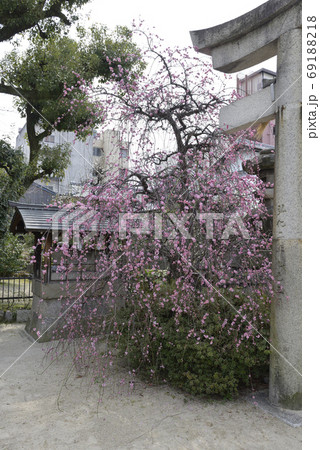 菅大臣神社 八重紅枝垂れ梅 菅大臣神社 八重紅枝垂れ梅 69188218
