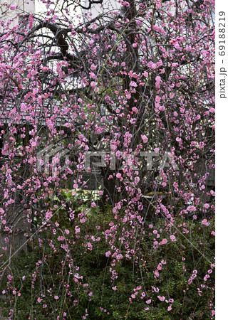 菅大臣神社 八重紅枝垂れ梅 菅大臣神社 八重紅枝垂れ梅 69188219