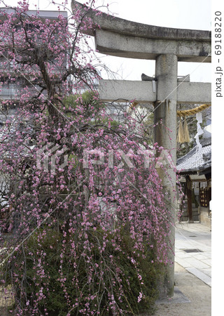 菅大臣神社　八重紅枝垂れ梅 69188220