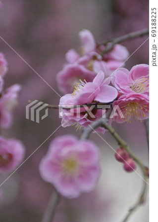 菅大臣神社 八重紅枝垂れ梅 菅大臣神社 八重紅枝垂れ梅 69188225