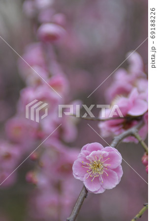 菅大臣神社 八重紅枝垂れ梅 菅大臣神社 八重紅枝垂れ梅 69188226