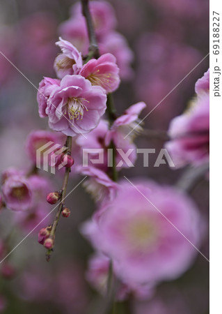 菅大臣神社 八重紅枝垂れ梅 菅大臣神社 八重紅枝垂れ梅 69188227