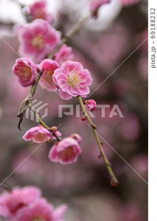 菅大臣神社 八重紅枝垂れ梅 菅大臣神社 八重紅枝垂れ梅 69188232