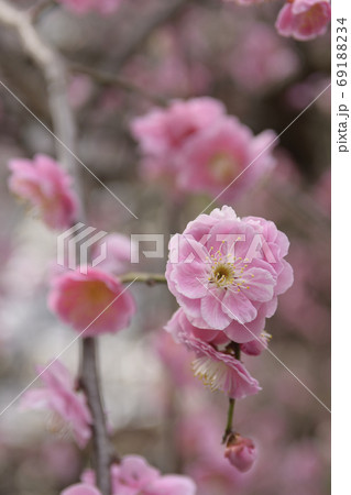菅大臣神社 八重紅枝垂れ梅 菅大臣神社 八重紅枝垂れ梅 69188234