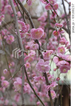 菅大臣神社 八重紅枝垂れ梅 菅大臣神社 八重紅枝垂れ梅 69188237