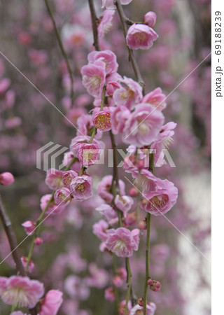 菅大臣神社　八重紅枝垂れ梅 69188239