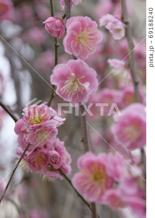 菅大臣神社 八重紅枝垂れ梅 菅大臣神社 八重紅枝垂れ梅 69188240