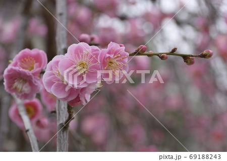 菅大臣神社 八重紅枝垂れ梅 菅大臣神社 八重紅枝垂れ梅 69188243