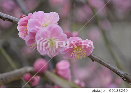 菅大臣神社 八重紅枝垂れ梅 菅大臣神社 八重紅枝垂れ梅 69188249