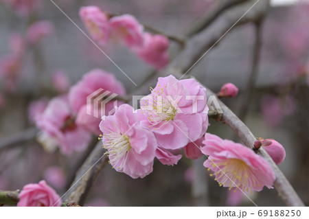 菅大臣神社　八重紅枝垂れ梅 69188250