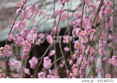 菅大臣神社　八重紅枝垂れ梅 69188251