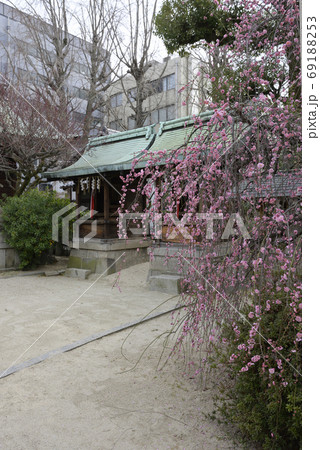 菅大臣神社　八重紅枝垂れ梅 69188253