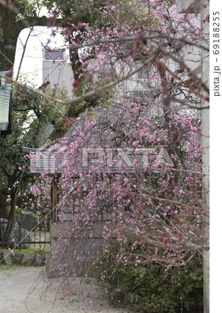 菅大臣神社 八重紅枝垂れ梅 菅大臣神社 八重紅枝垂れ梅 69188255