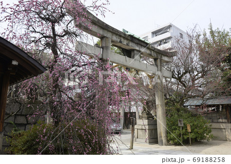 菅大臣神社 八重紅枝垂れ梅 菅大臣神社 八重紅枝垂れ梅 69188258