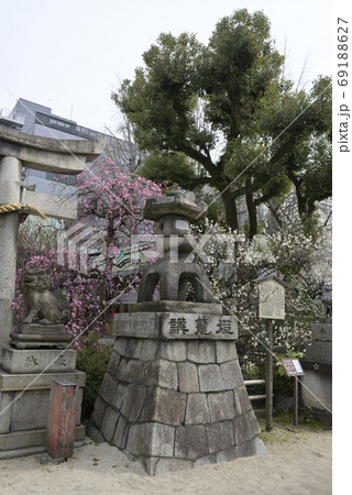 菅大臣神社　八重紅枝垂れ梅と飛梅（白梅） 69188627