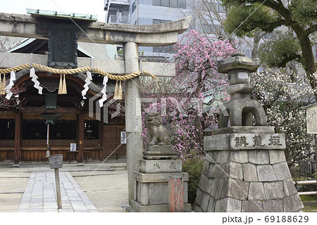菅大臣神社　八重紅枝垂れ梅と飛梅（白梅） 69188629