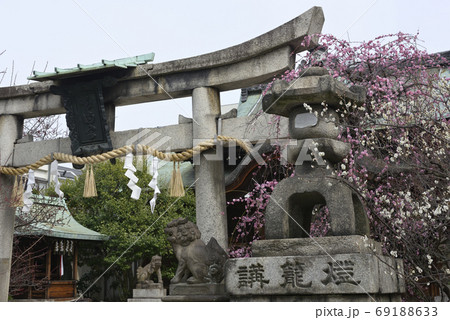 菅大臣神社　八重紅枝垂れ梅と飛梅（白梅） 69188633
