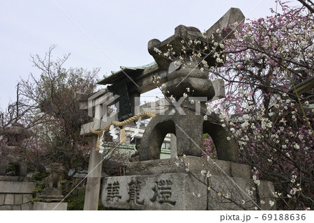 菅大臣神社　八重紅枝垂れ梅と飛梅（白梅） 69188636