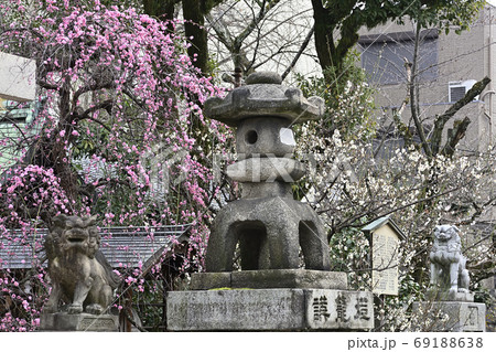菅大臣神社 八重紅枝垂れ梅と飛梅(白梅) 菅大臣神社 八重紅枝垂れ梅と飛梅(白梅) 69188638