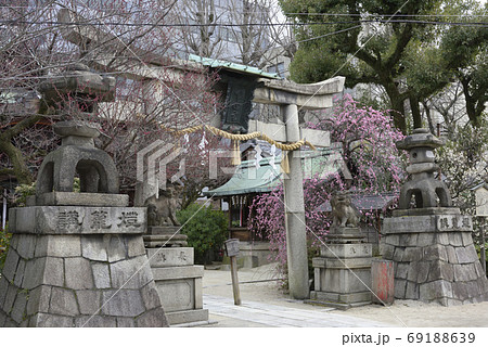菅大臣神社　八重紅枝垂れ梅と飛梅（白梅） 69188639