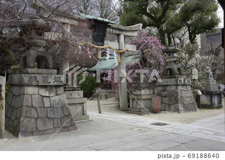 菅大臣神社 八重紅枝垂れ梅と飛梅(白梅) 菅大臣神社 八重紅枝垂れ梅と飛梅(白梅) 69188640