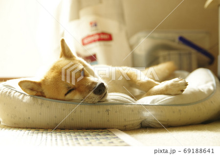 柴犬のお昼寝 柴犬のお昼寝 69188641