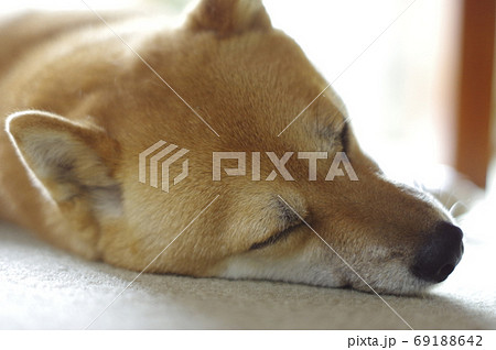 柴犬のお昼寝 柴犬のお昼寝 69188642