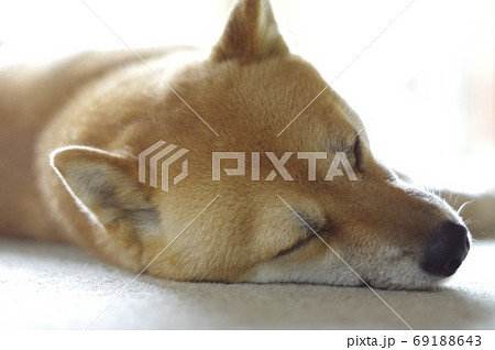 柴犬のお昼寝 柴犬のお昼寝 69188643