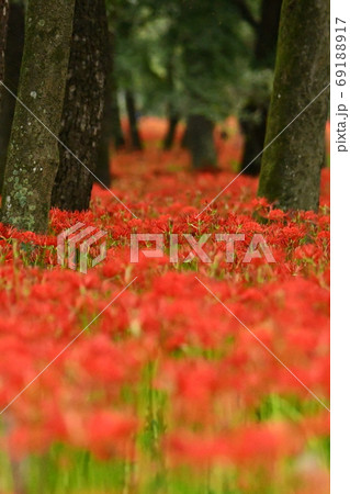 赤い絨毯のような彼岸花 69188917