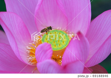 蓮の花のアップと花粉団子のついたミツバチ 奈良県橿原市の写真素材