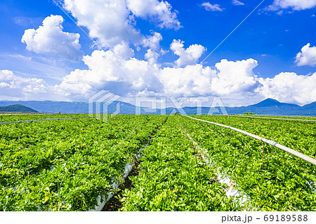 原村 夏の収穫量日本一のセロリ畑 原村 夏の収穫量日本一のセロリ畑 69189588