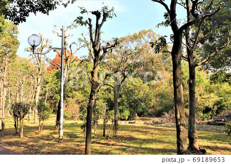 堺市新檜尾台・新檜尾台公園秋の風景 69189653