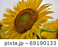 ひまわり 69190133