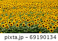 ひまわり 69190134