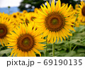 ひまわり 69190135