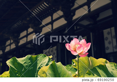 奈良・唐招提寺 69190250