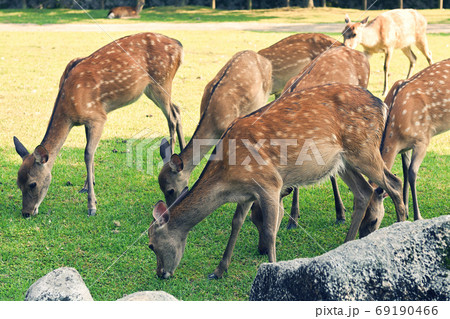 世界遺産・奈良公園 世界遺産・奈良公園 69190466