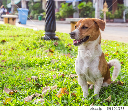 A brown, white dog in the park A brown, white dog in the park 69191373