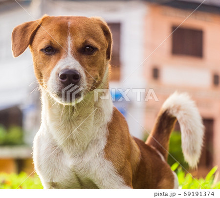 A brown, white dog in the park A brown, white dog in the park 69191374