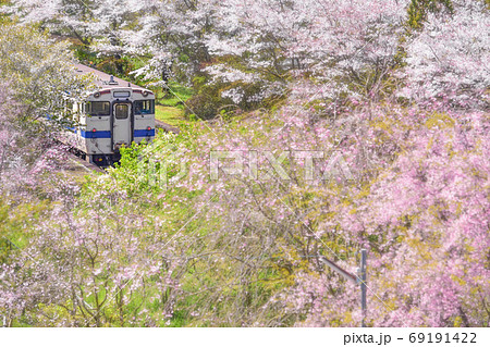 ふんわり桃色 ふんわり桃色 69191422