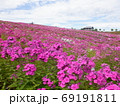 北海道網走市フロックス公園夏満開のフロックス花畑 69191811