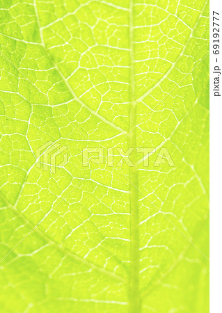 Green leaves background. Leaf texture. 69192777