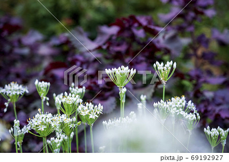 シソの紫を背景に咲く白いニラに花の写真素材