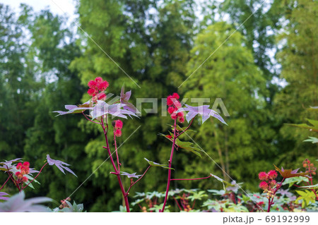 秋に咲くトウゴマの花 69192999