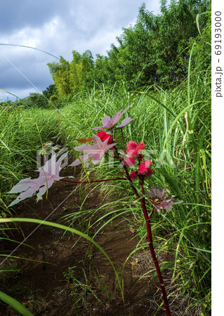秋に咲くトウゴマの花 69193000