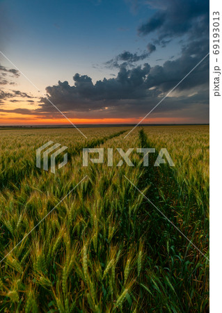 Summer agricultural landscape with wheat field 69193013