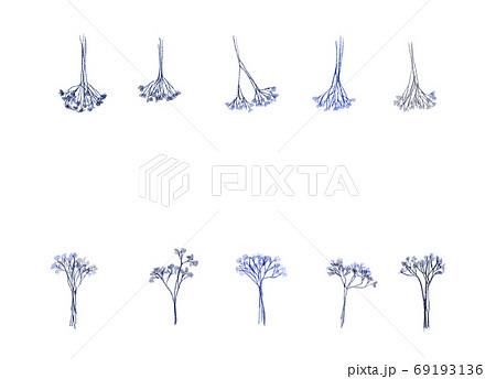 かすみ草のドライフラワーの装飾セットのイラスト素材