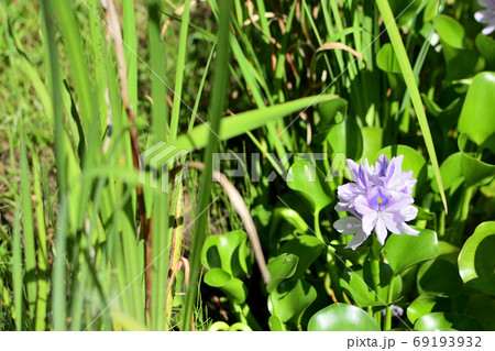 水辺にさく孔雀の羽の模様の花の写真素材