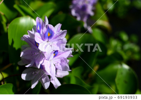 水辺にさく孔雀の羽の模様の花の写真素材